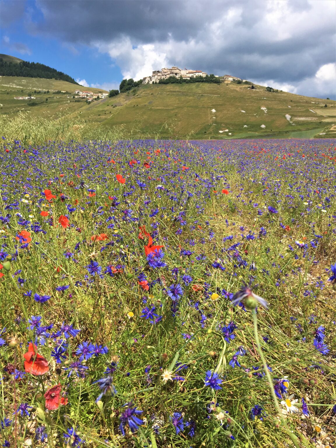 distesa di fiori viola in primo piano ed il paesino di Castelluccio di Norcia in cima alla collina