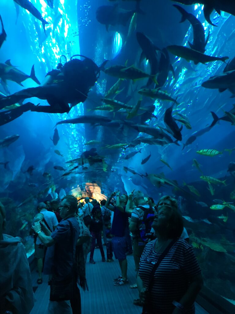Cosa vedere a Dubai in 5 giorni: l'acquario di Dubai Mall