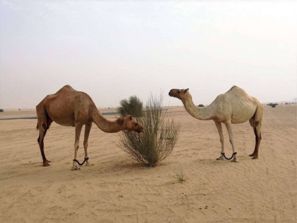 cammelli nel deserto di Dubai