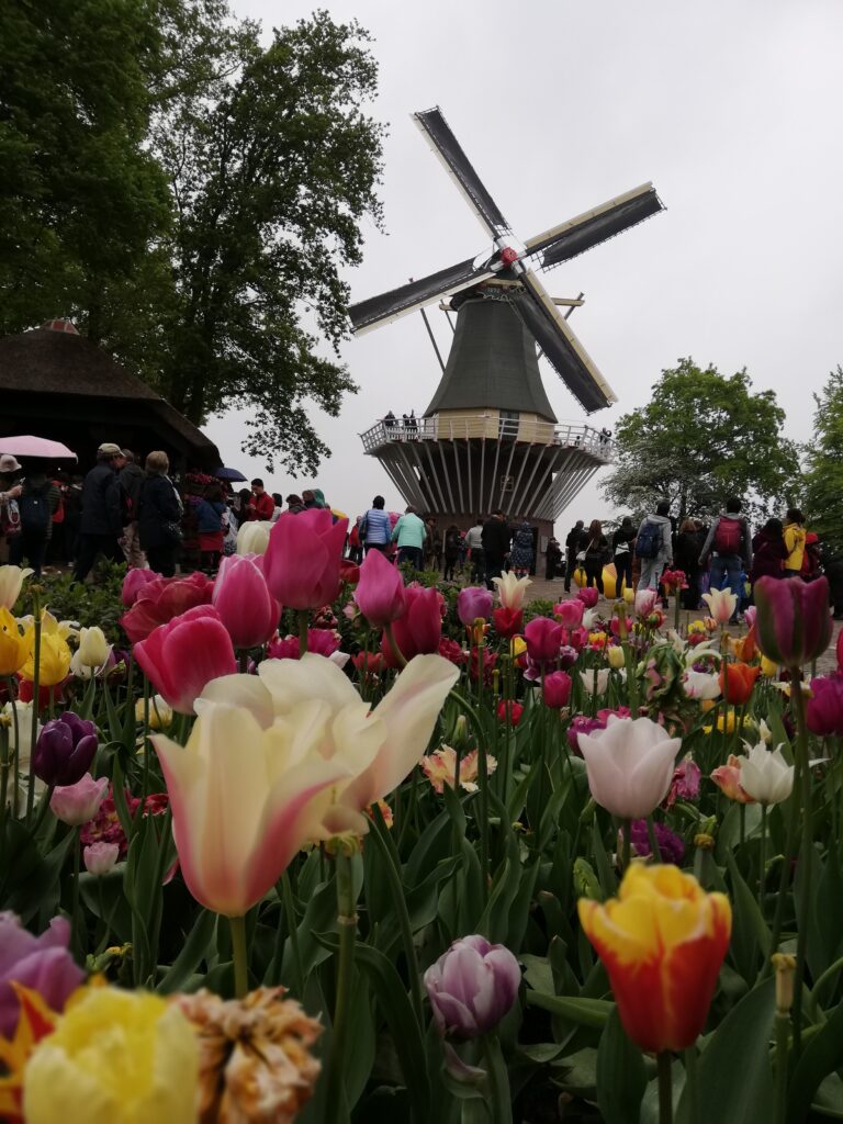 Mulino a vento di Keukenhof in un weekend di Primavera in Olanda